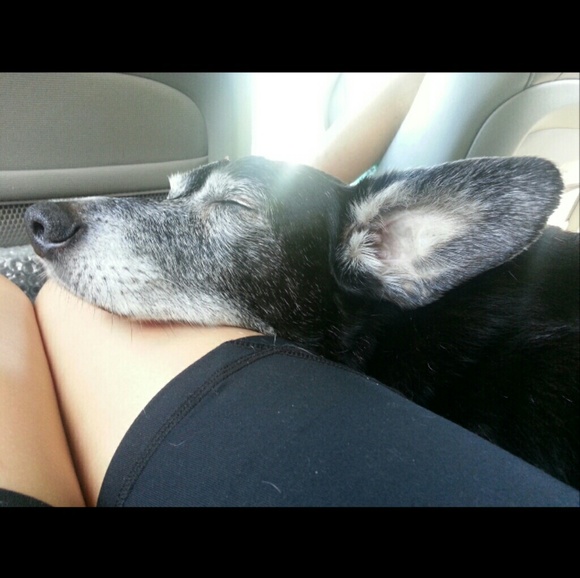 My Corgi (No Longer With Us) - Picture 2 of 4